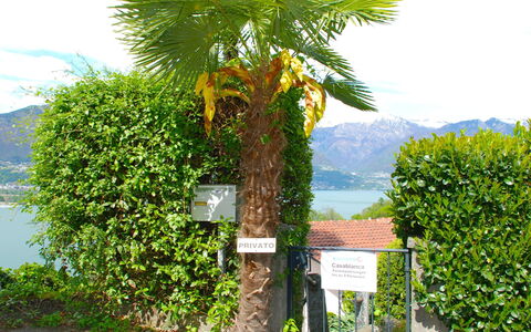San Nazzaro 25: Træ, Vegetationen, Palme Træ, Arecales, Plante, Vedplante, Botanik, Blad, Busk, Ejendom