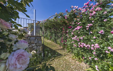 Villa Solaria: Blomst, Plante, Haveroser, Have, Blomstrende Plante, Rose Family, Lyserød, Rose, Væg, Forår