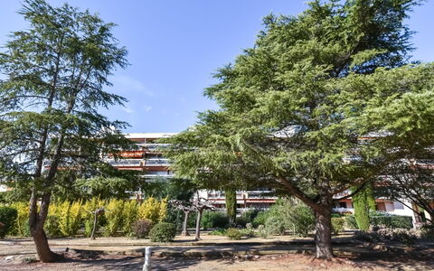 Sainte Maxime 455: Træ, White Pine, Vedplante, Plante, Botanik, Red Pine, Klitfyr, Pine Family, American Lærk, Hus