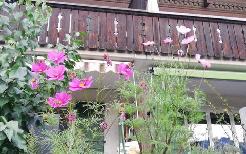 Chalet Flöschhorn: Plante, Bygning, Blomst, Vindue, Træ, Hus, Væg, Fritid, Facade, Toner Og Skygger