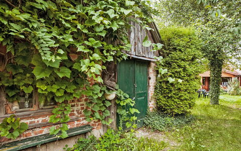 Bialowieza 300: Grøn, Blad, Vegetationen, Busk, Forår, Bunddække, Sommerhus, Have, Garden Bygninger, Gård