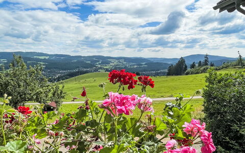 Mühlenmichelshäusle: Blomst, Grøn, Bakke, Forår, Eng, Bunddække, Blomstrende Plante, Have, Wildflower