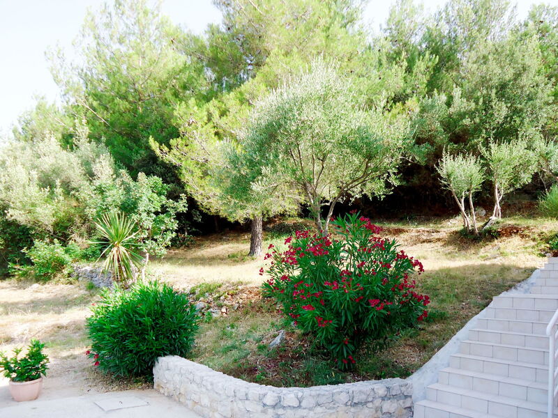 Lucana (Lbn138)