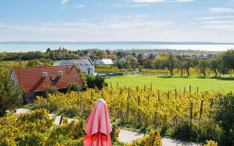 Dul: Grøn, Landskab, Land Lot, Landbrug, Landdistrikt, Plantation, Mark, Vineyard, Eng, Farm