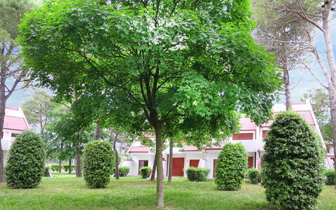 Villaggio Marina: Træ, Grøn, Vedplante, Plante, Ejendom, Blad, Hus, Forår, Græs, Ejendom