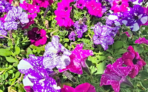 Radstadt 606: Blomst, Kronblad, Grøn, Gul, Lyserød, Purple, Bunddække, Blomstrende Plante, Have, Urteagtig Plante