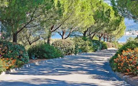 Saint-Florent 606: Træ, Natur, Vegetationen, Naturlige Landskab, Blad, Botanik, Vedplante, Forår, Plante, Walkway