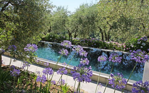 Macennere: Natur, Have, Lavendel, Blomst, Purple, Naturlige Landskab, Plante, Botanik, Forår, Træ