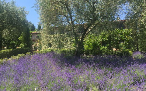 Macennere: Blomstrende Plante, Lavendel, Engelsk Lavender, Blomst, Plante, Lavendel, Naturlige Landskab, Eng, Træ