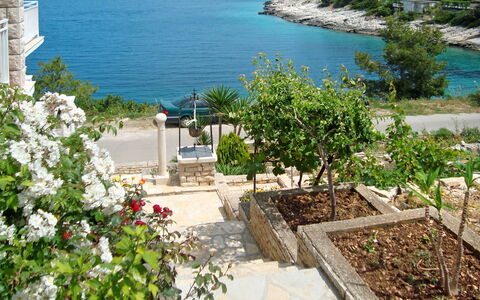 Korčula Korčula 604: Ejendom, Ejendom, Hus, Plante, Bygning, Blomst, Lejlighed, Ferie, Hav, Sommer
