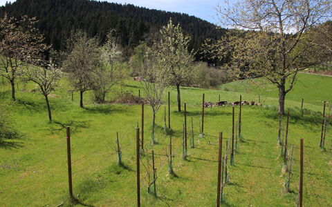 Backhäusle: Plante, Himmel, Træ, Naturligt Miljø, Naturlige Landskab, Sky, Land Lot, Hældning, Bjerg, Almindeligt