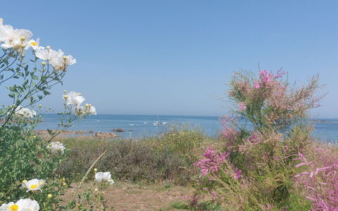Le Sémaphore: Blomst, Busk, Hav, Coastal Og Oceaniske Landskabsformer, Kyst, Plantesamfund, Ocean, Blomstrende Plante, Strand, Wildflower