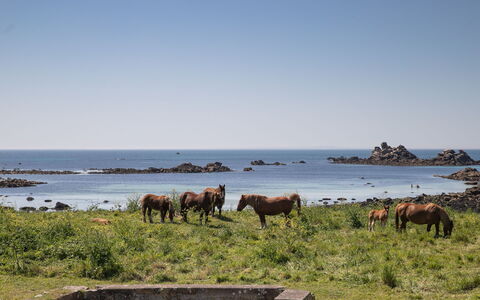 La Grande Roche: Hest, Økoregion, Græsning, Skovsyre, Hav, Coastal Og Oceaniske Landskabsformer, Kyst, Ocean