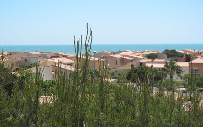 Petite Cigale
