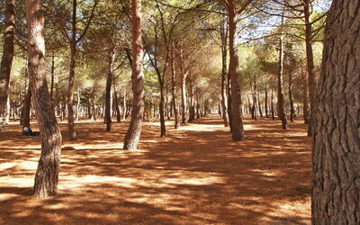 Argelès sur Mer 629
