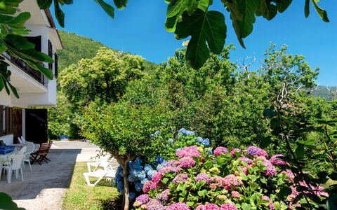 Luka: Blomst, Plante, Have, Botanik, Træ, Forår, Busk, Ejendom, Sommer, Hydrangea