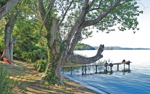 Lago di Bolsena 661: Træ, Kyst, Bank, Bagagerum, Dok, Sø, Boardwalk, Walkway