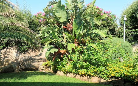 La Dolce Vita: Plante, Vegetationen, Træ, Banana Family, Blomst, Have, Botanik, Græs, Blad, Botanisk Have
