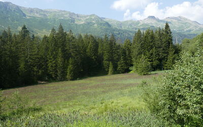 Rustico de Leoni