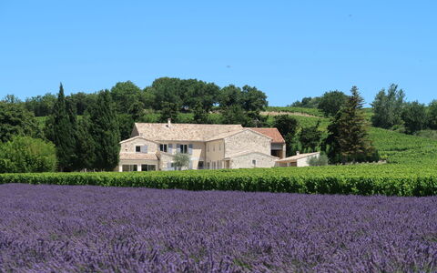 La Machotte: Lavendel, Mark, Lavendel, Engelsk Lavender, Farm, Ejendom, Landdistrikt, Blomst, Plante, Græsfamilien