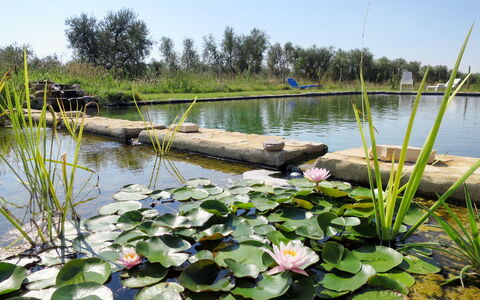 Roccastrada 623: Krop Af Vand, Plante, Dam, Vand, Naturlige Landskab, Bank, Marsk