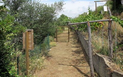 Lago Trasimeno 611: Naturreservat, Sti, Træ, Landdistrikt, Walkway, Plantesamfund, Plante, Landskab, Hegn, Færdselsåre