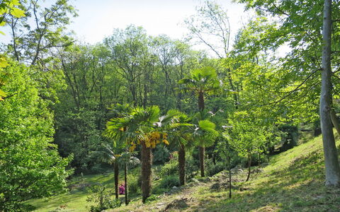 Leggiuno 605: Plante, Himmel, Naturlige Landskab, Træ, Terrestrisk Plant, Græs, Landskab, Skygge, Løvtræ, Græs-