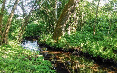 Zatylówka Dom Na Wyspie: Naturlige Landskab, Naturreservat, Vegetationen, Naturligt Miljø, Træ, Natur, Bredzonens, Vandløbsnære Forest, Skov, Vandløb