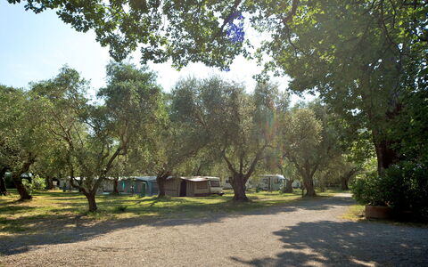 Camping Village Il Fontino: Træ, Naturlige Landskab, Natur, Naturligt Miljø, Naturreservat, Vedplante, Sollys, Himmel, Botanik, Græs