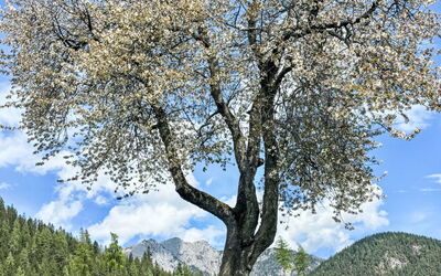 Ramsau am Dachstein 616