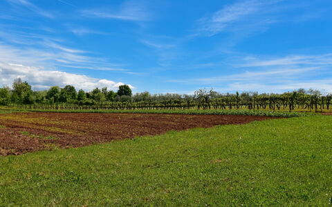 Santin: Himmel, Mark, Naturlige Landskab, Grøn, Land Lot, Naturligt Miljø, Sky, Farm, Græs-, Græs