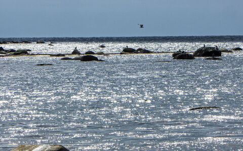 Åptafjorden: Vand, Hav, Ocean, Vind Wave, Bølge, Dyreliv, Strand