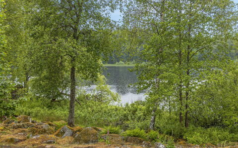 Forneboda: Plante, Vand, Naturlige Landskab, Naturligt Miljø, Træ, Afdeling, Bagagerum, Vandløb, Sø, Bank