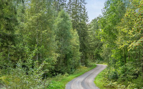 Stenfors: Plante, Plantesamfund, Blad, Naturlige Landskab, Træ, Lærk, Vejbelægning, Evergreen, Asfalt, Græs