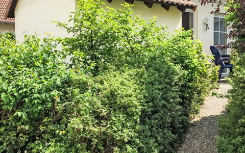 Möwennest: Busk, Plantesamfund, Bunddække, Hæk, Vedplante, Have, Plantation, Evergreen, Backyard