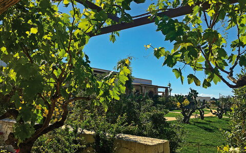 Tenuta Vigna Corallo: Træ, Blad, Plante, Vedplante, Afdeling, Hus, Arkitektur, Fly, Vitis, Bygning