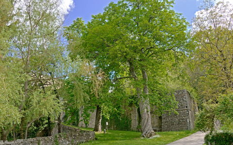 Casa Dell'ambasciatore: Blad, Træ, Græs, Afdeling, Væg, Natur, Grøn, Vegetationen, Busk, Stenmur