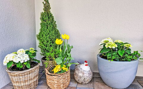 Christine: Blomst, Grøn, Blomsterkrukke, Gul, Stueplante, Blomsterhandlere, Have, Blomstrende Plante, Afskaarne Blomster