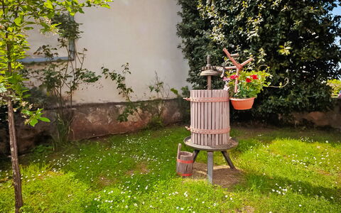 Lišera: Have, Gård, Træ, Græs, Forår, Plante, Lawn, Backyard, Busk, Blomst