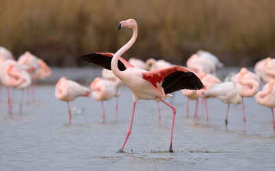 Port Camargue 330