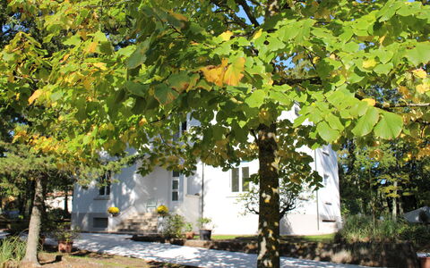 Villa La Casa Bianca: Træ, Blad, Vedplante, Plante, Efterår, Fly, Botanik, Canoe Birch, Plane-Tree Family, Blomst