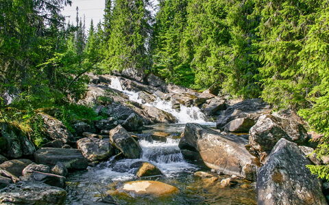 Skeisvegen: Vand, Plantesamfund, Plante, Træ, Naturlige Landskab, Bedrock, Bredzonens, Vandløb, Bank