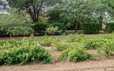 La Source: Vegetationen, Have, Plantesamfund, Plante, Træ, Botanik, Land Lot, Græs, Shrubland, Bunddække