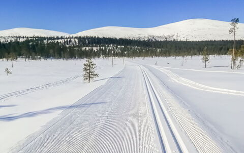 Villa Taiga: Møbel, Stol, Udendørs Møbler, Bord, Træ, Udendørs Bord, Køkken & Spisebord, Skygge, Have, Paraply