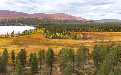 Villa Taiga: Møbel, Stol, Udendørs Møbler, Bord, Træ, Udendørs Bord, Køkken & Spisebord, Skygge, Have, Paraply