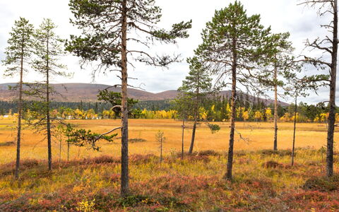 Villa Taiga: Møbel, Stol, Udendørs Møbler, Bord, Træ, Udendørs Bord, Køkken & Spisebord, Skygge, Have, Paraply