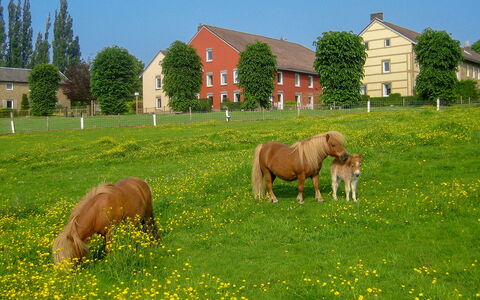 Bungalowpark Landsrade: Himmel, Plante, Hest, Vindue, Grøn, Blomst, Træ, Naturlige Landskab, Bygning