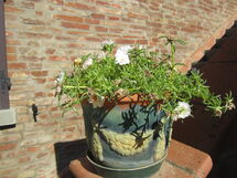 Garden detail