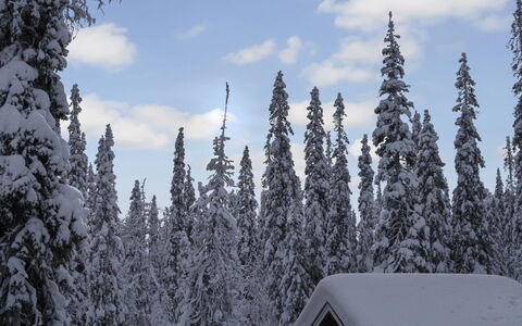 Villa Jaloranta a: Sne, Afdeling, Træ, Naturligt Miljø, Vinter, Skov, Fryser, Ødemark, Lærk