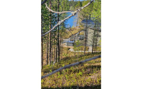 Villa Kallas: Træ, Naturligt Miljø, Blad, Afdeling, Træ, Skov, Ødemark, Plantesamfund, Bagagerum, Woodland
